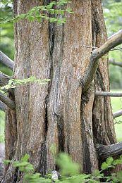 《马里奥vs大金刚》试玩上线 2月16日正式发售